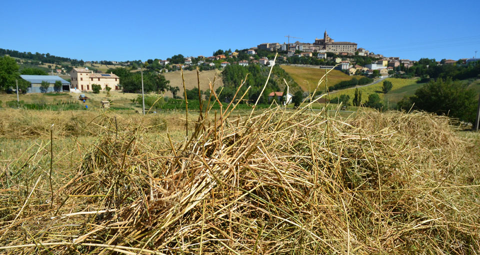 Veduta Agriturismo e Corinaldo nelle Marche