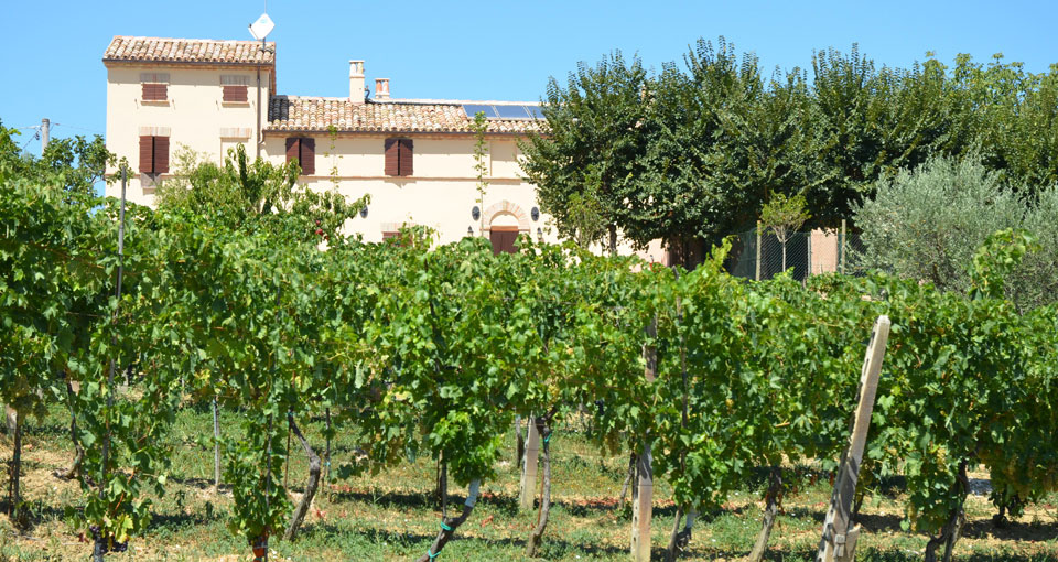 Agriturismo Alla Vecchia Cascina di Corinaldo(AN) MARCHE