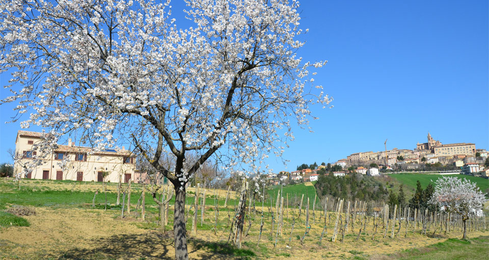 Agriturismo Marche  veduta Corinaldo